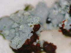 Baeomyces carneus