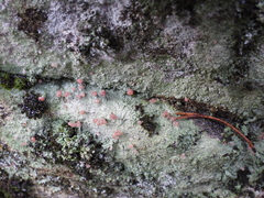 Baeomyces carneus