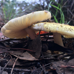 Amanita flavella