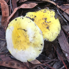 Amanita flavella