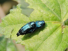 Agrilus acutus