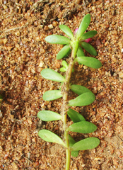 Portulaca amilis image