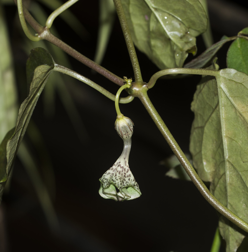 Ceropegia elegans
