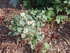 Heliotropium hirsutissimum