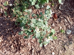 Heliotropium hirsutissimum