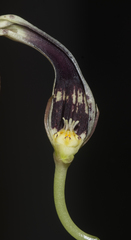 Ceropegia elegans