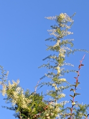 Asparagus racemosus