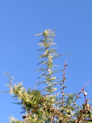 Asparagus racemosus