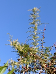 Asparagus racemosus