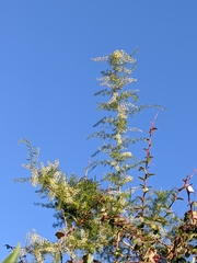 Asparagus racemosus