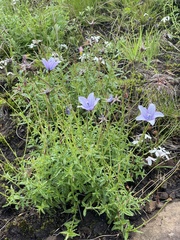 Wahlenbergia grandiflora