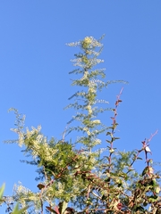Asparagus racemosus