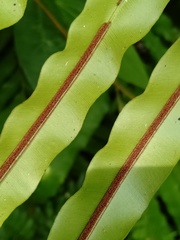 Blechnum orientale