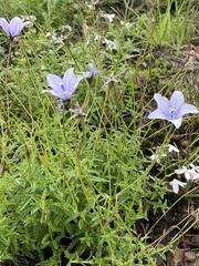 Wahlenbergia grandiflora
