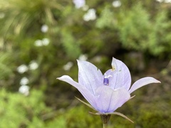Wahlenbergia grandiflora