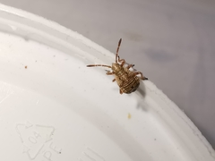 Stictopleurus punctatonervosus