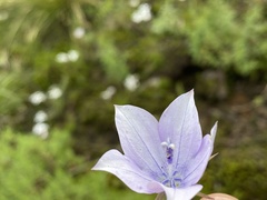 Wahlenbergia grandiflora