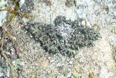 Phaeophyscia hispidula