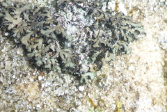 Phaeophyscia hispidula