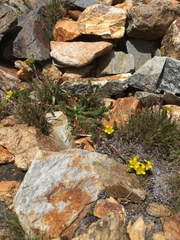 Ivesia lycopodioides