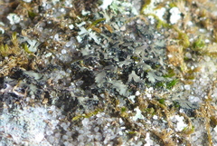 Phaeophyscia hispidula