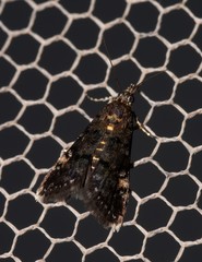 Heliothela ophideresana