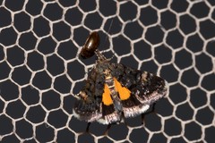 Heliothela ophideresana