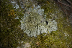 Phaeophyscia squarrosa