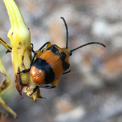 Stethopachys formosa