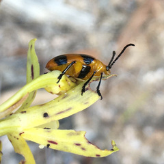 Stethopachys formosa