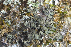 Phaeophyscia hispidula