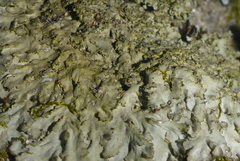 Phaeophyscia squarrosa