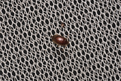 Cimicoidea