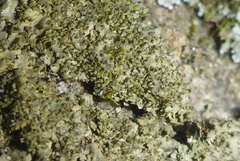 Phaeophyscia squarrosa