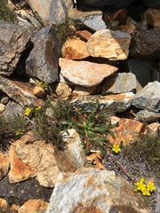 Ivesia lycopodioides
