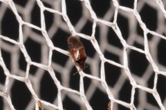 Cimicoidea