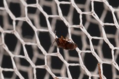 Cimicoidea