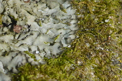 Phaeophyscia squarrosa