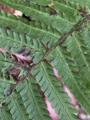 Dryopteris affinis borreri