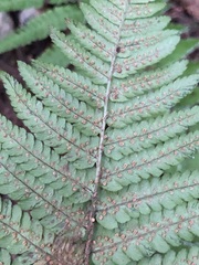 Dryopteris affinis borreri