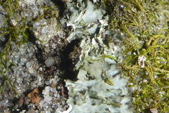 Phaeophyscia squarrosa
