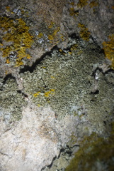 Phaeophyscia squarrosa