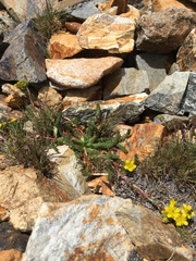 Ivesia lycopodioides