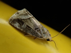 Protodeltote wiscotti