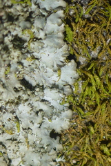 Phaeophyscia squarrosa