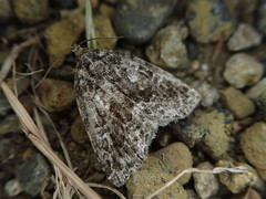 Protodeltote distinguenda