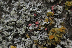 Illosporiopsis christiansenii