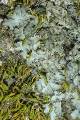 Phaeophyscia squarrosa