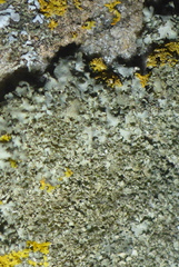 Phaeophyscia squarrosa