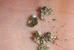 Phaeophyscia squarrosa